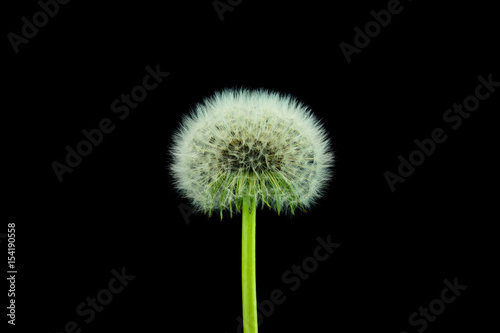 Pusteblume