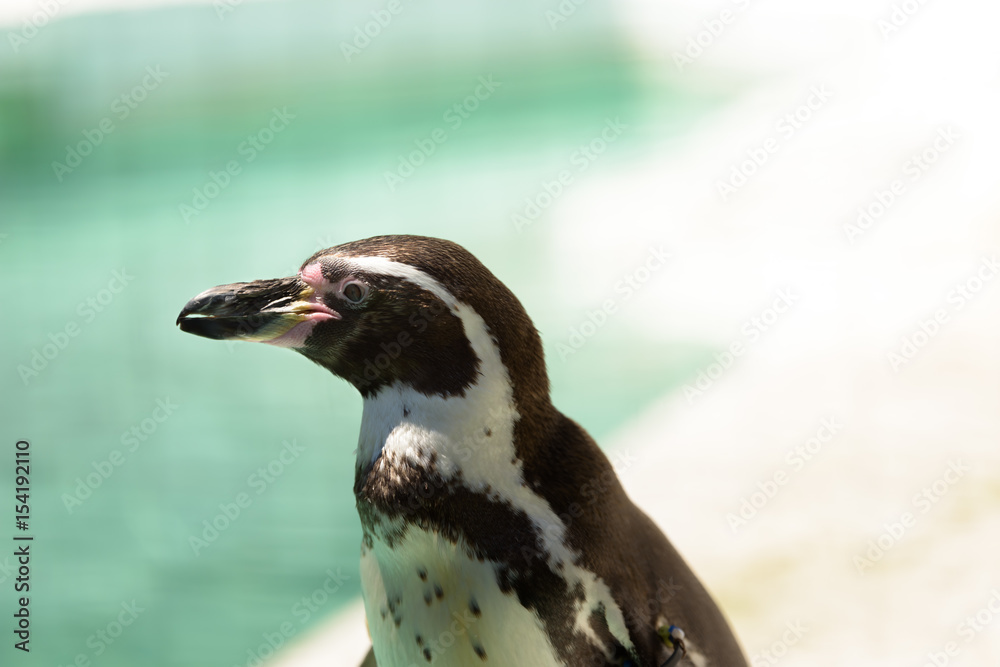 Fototapeta premium ペンギン 