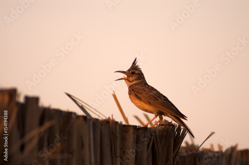 crested lark singing perched on fence of palm leafes photo