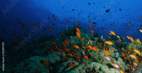 Fototapeta Naklejka Na Ścianę i Meble -  School of sea goldie fish swim over the coral garden in a dramatic light