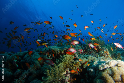 Sea goldie fish swim over the coral garden in a dramatic light