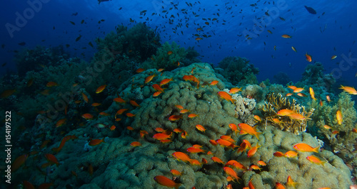 Fototapeta Naklejka Na Ścianę i Meble -  School of sea goldie fish swim inside the coral garden in a dramatic light