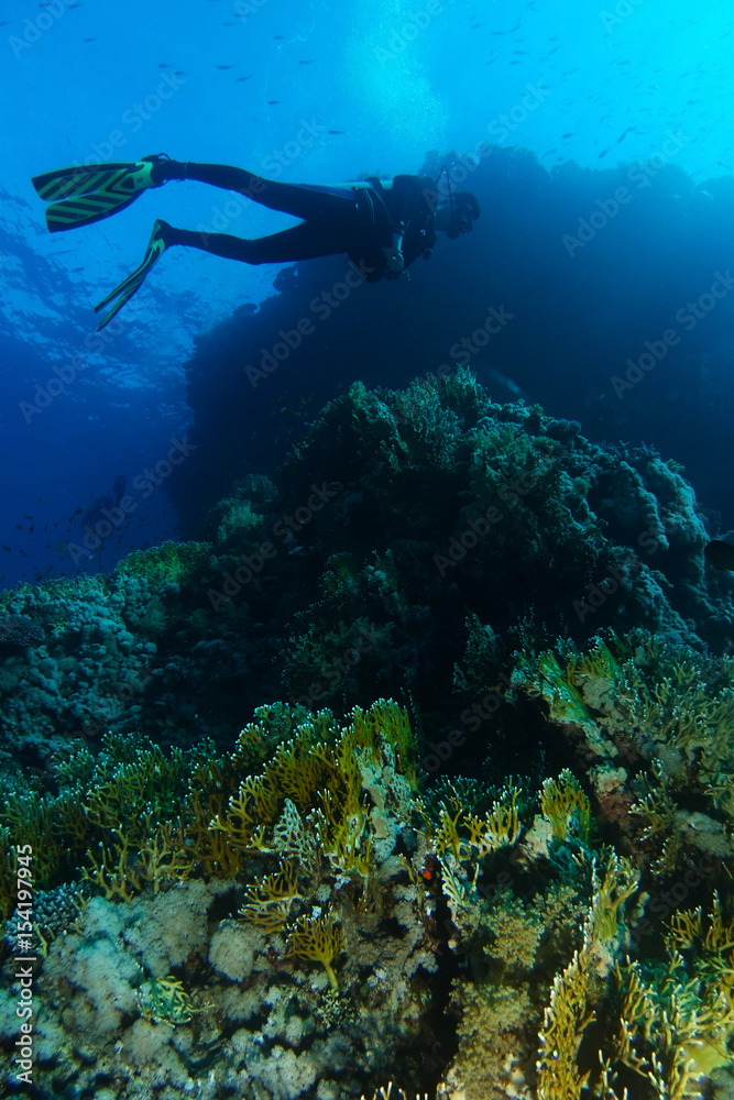 Scuba diver swim over the fire corals in Sharks reef