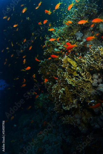 School of sea goldie fish swim near the coral garden in Sharks reef