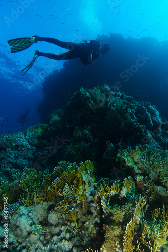 Scuba diver swim over the fire corals in Sharks reef