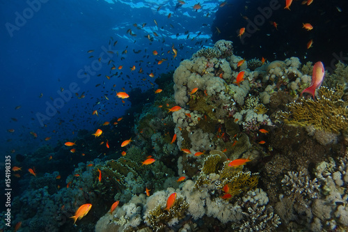 School of sea goldie fish swim over the coral garden in Sharks reef