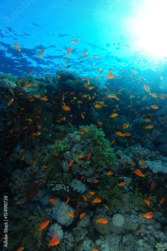 Fototapeta Naklejka Na Ścianę i Meble -  Sea goldie fish swim over the coral garden in Sharks reef