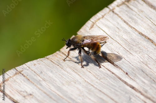 Small bee on wooden plank