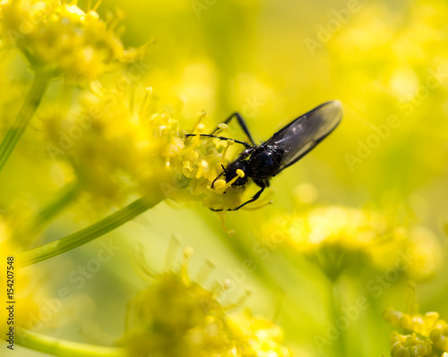 Black insect on a yellow flower in nature.