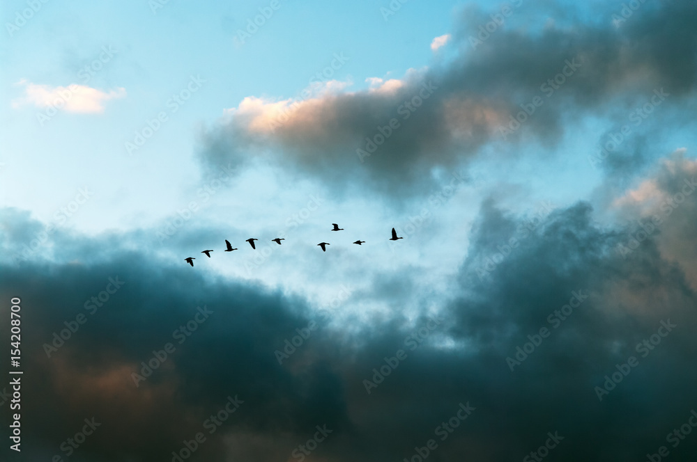 Fototapeta premium ducks flying in formation