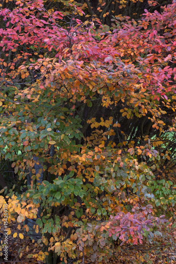 autumn leaves on tree