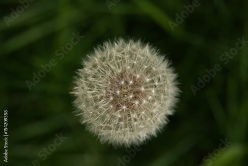 one dandelion from above