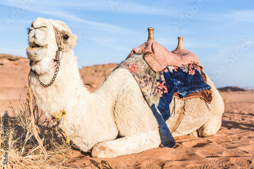 Camel sitting on sand dune with saddle against blue sky