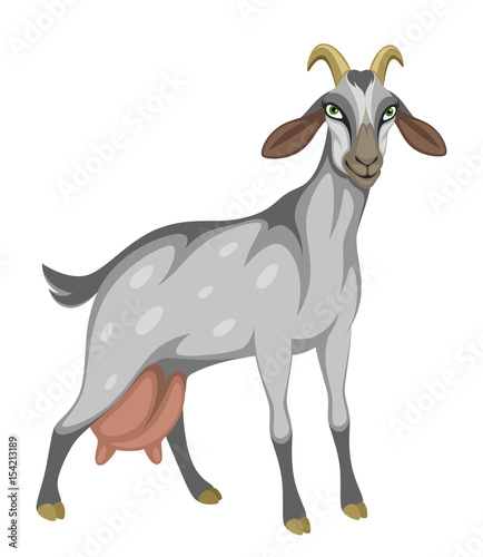 Dairy gray funny goat on a white background