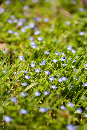 Little blue flowers in the nature