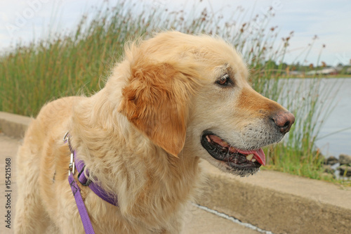 happy golden retriever dog look out over lake with reeds