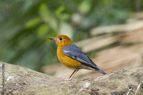 This picture shows am image of Orange-headed Thrush, starling on the tree. © Prapassorn