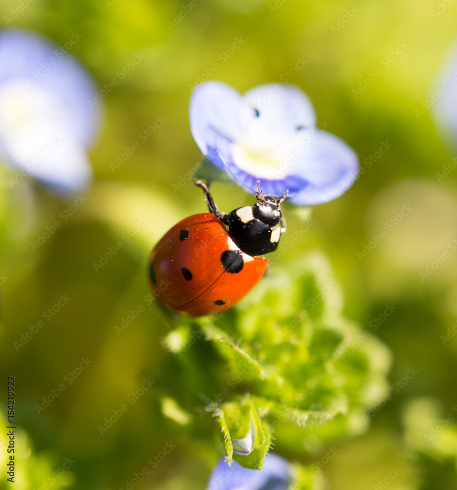 Ladybug on small blue flowers in nature Ladybug on small blue flowers in nature