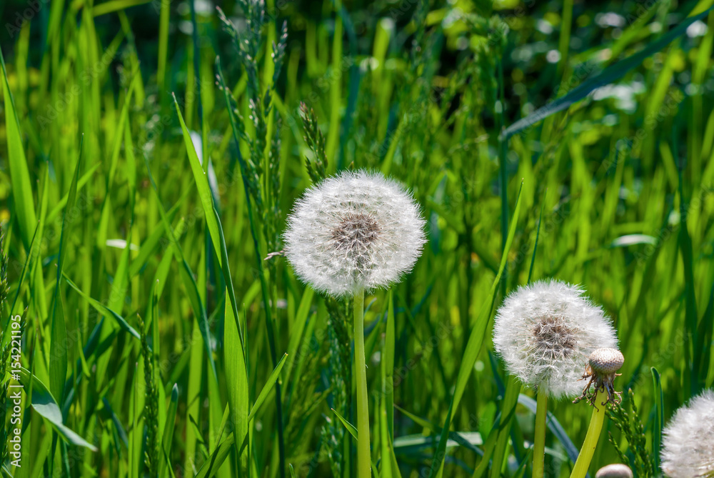 White dandelion on a background of green grass White dandelion on a background of green grass