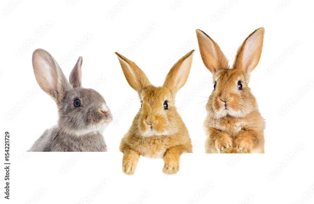Obraz premium zerkający królik