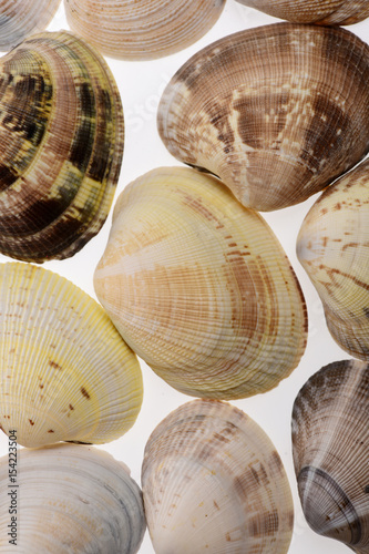 ocean mollusk shells isolated on white