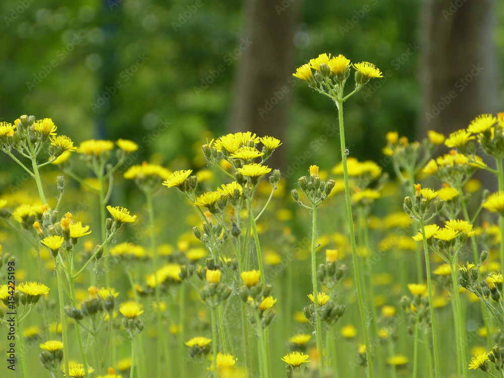 Fototapeta premium Gewöhnlicher Rainkohl Lapsana communis langstiel