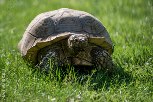 Riesenschildkröte auf Entdeckung