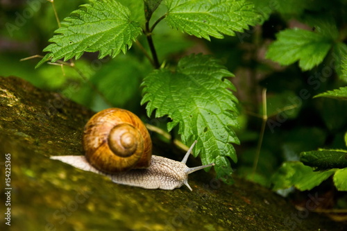 Curious snail in the forest on green stone