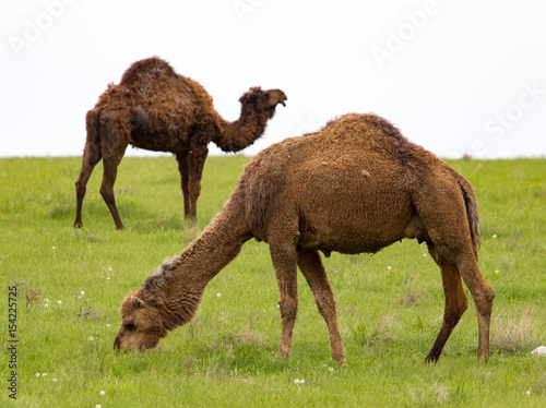 Camel in the pasture in the spring © schankz