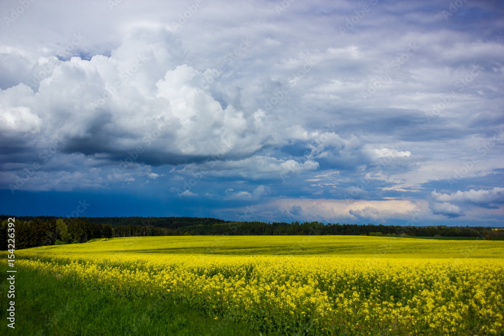 Yellow field in Czech republic