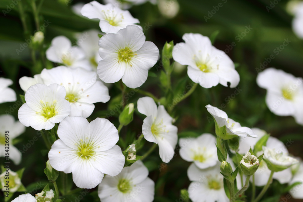 Small white flowers of Cerastium tomentosum Small white flowers of Cerastium tomentosum