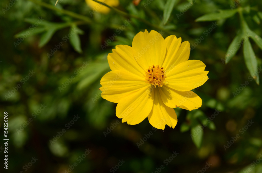 Yellow Flower. Yellow Flower.