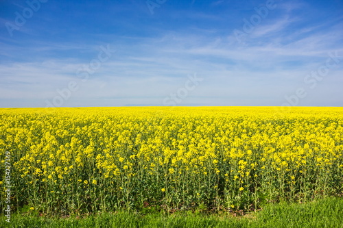 Yellow field in Czech Republic © Sergey Fedoskin