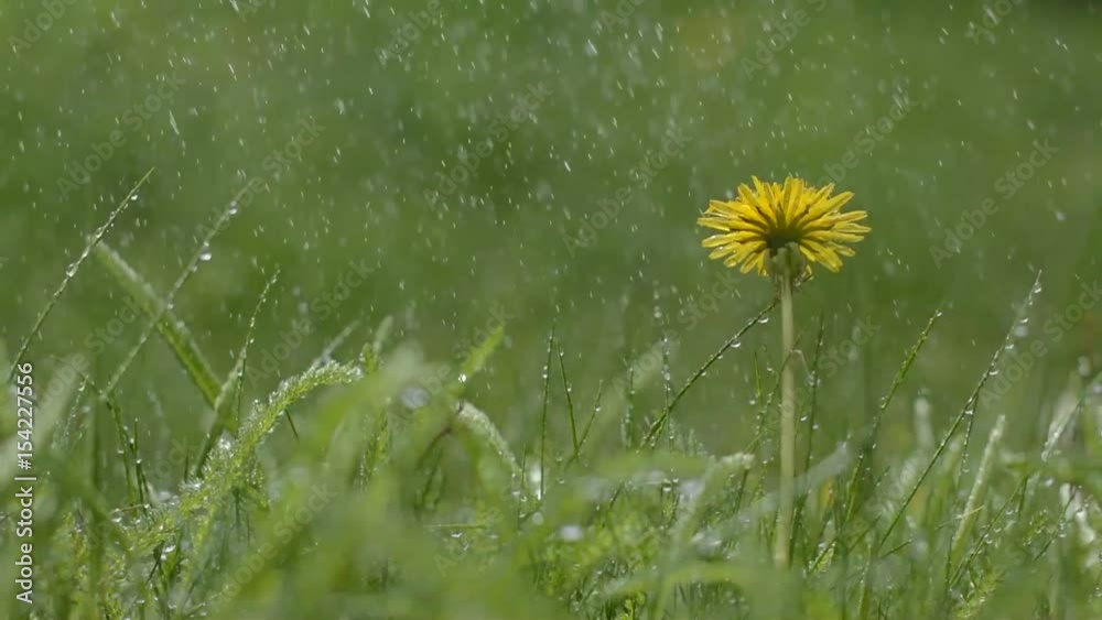 dandelion in the rain