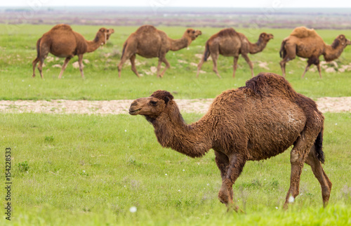 Camel in the pasture in the spring