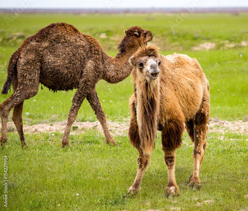 Portrait of camel on nature in spring