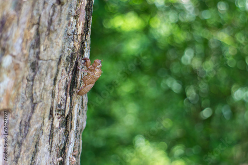The cicada exuvia hang on the tree