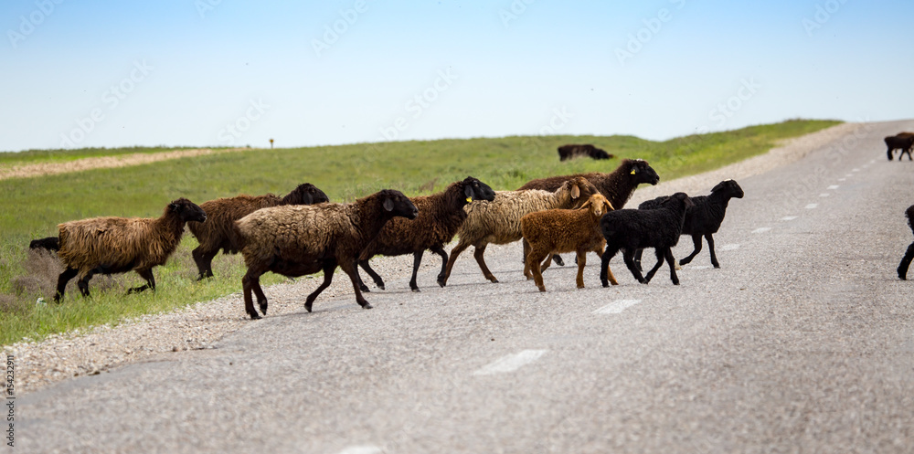 Fototapeta premium A herd of rams cross the road