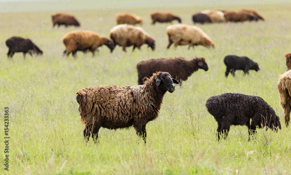 Ram in the pasture in the spring Ram in the pasture in the spring