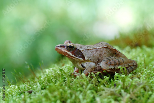 Common frog  