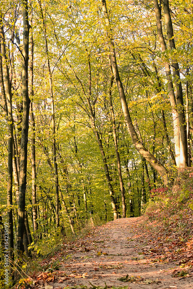 path in the yellow autumn deciduous forest path in the yellow autumn deciduous forest