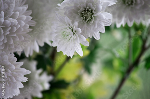 green blurred background with a frame of white autumn chrysanthemums closeup