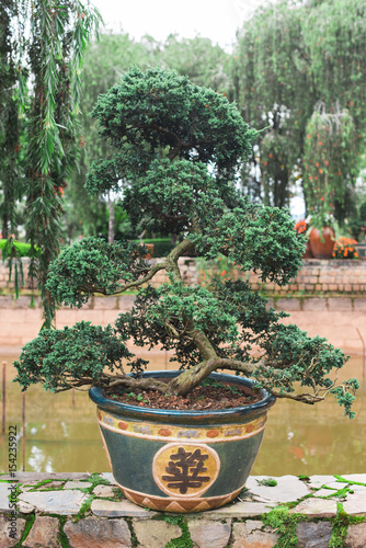 Traditional Japanese bonsai trees in the park. Bonsai in a park in Vietnam. Pond on background. Dalat city, South Central Highlands of Vietnam