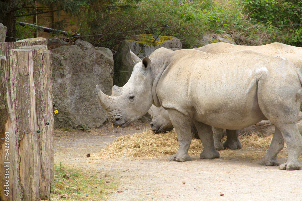 Naklejka premium rhinocéros