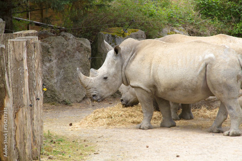 rhinoc  ros