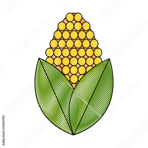 drawing corn bioful alternative energy ethanol vector illustration