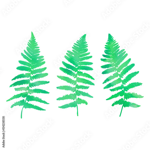 Vector illustration of  fern leaves. Thin delicate lines silhouettes with watercolor style texture. Different shades of green color isolated on white background 