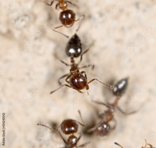 Ants on the ground