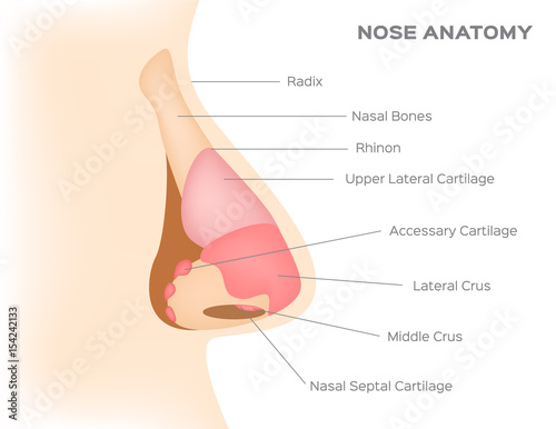 human nose anatomy vector