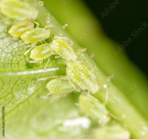 A small aphid on a green plant